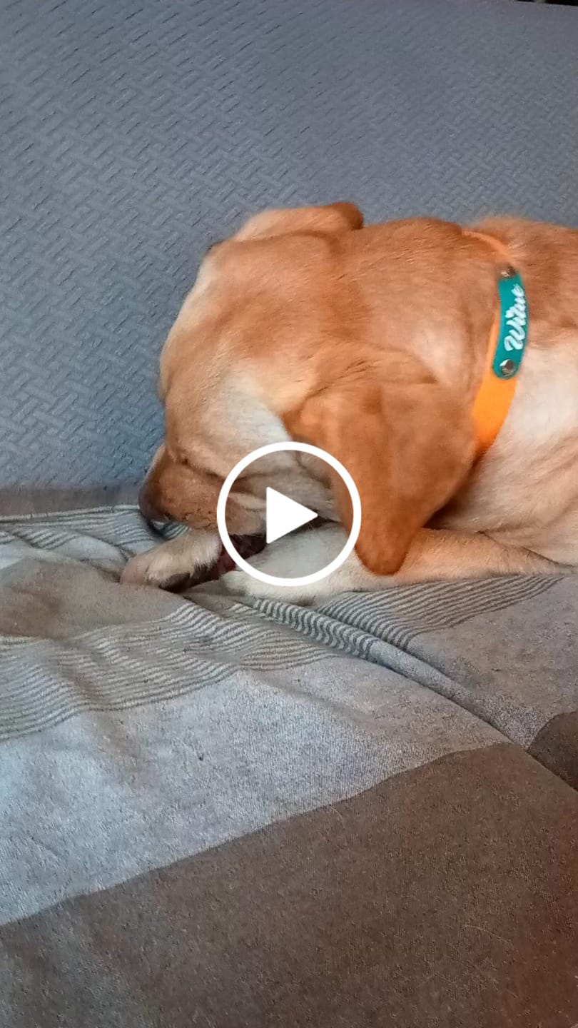 Customer video review of Trachea di Manzo 30 cm(1 pz)