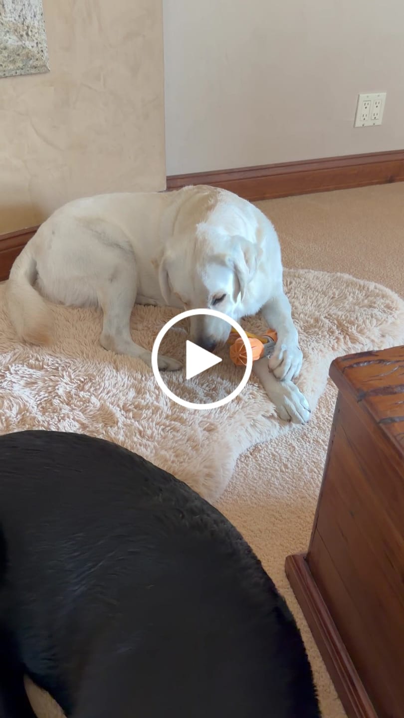 Customer video review of Safe Dog Chew Holder