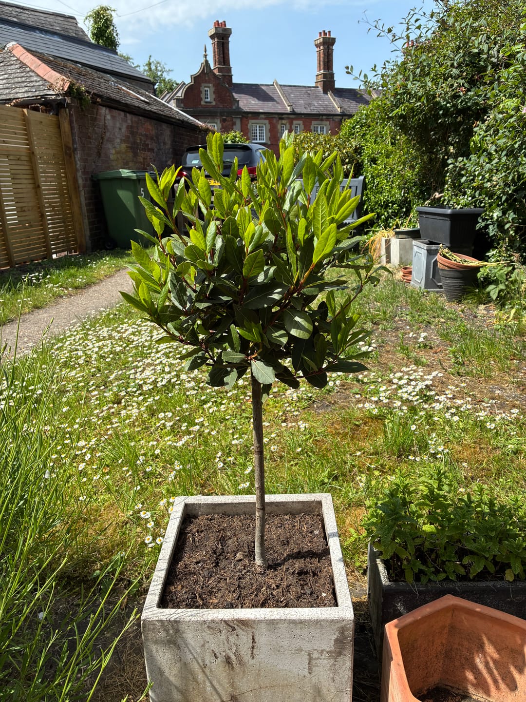 Customer photo review of Standard Bay Trees