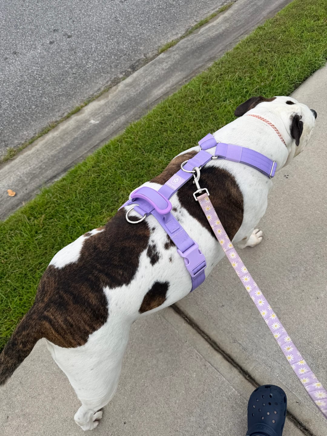 Customer photo review of Comfort Control™ No-Pull Dog Harness - Lilac