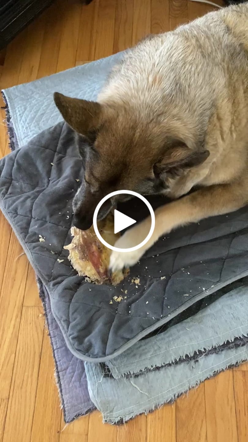 Customer video review of Chest Bone (11" x 6"x 3”): The Durable, Flavor-Packed Chew for Light and Moderate Chewers