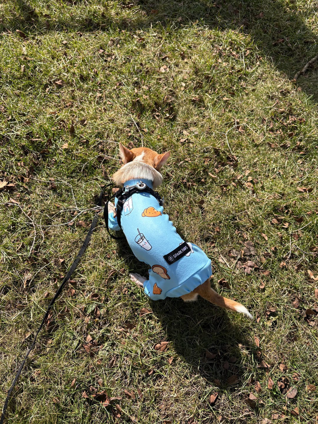 Customer photo review of Dog Pajama - Breakfast Blue