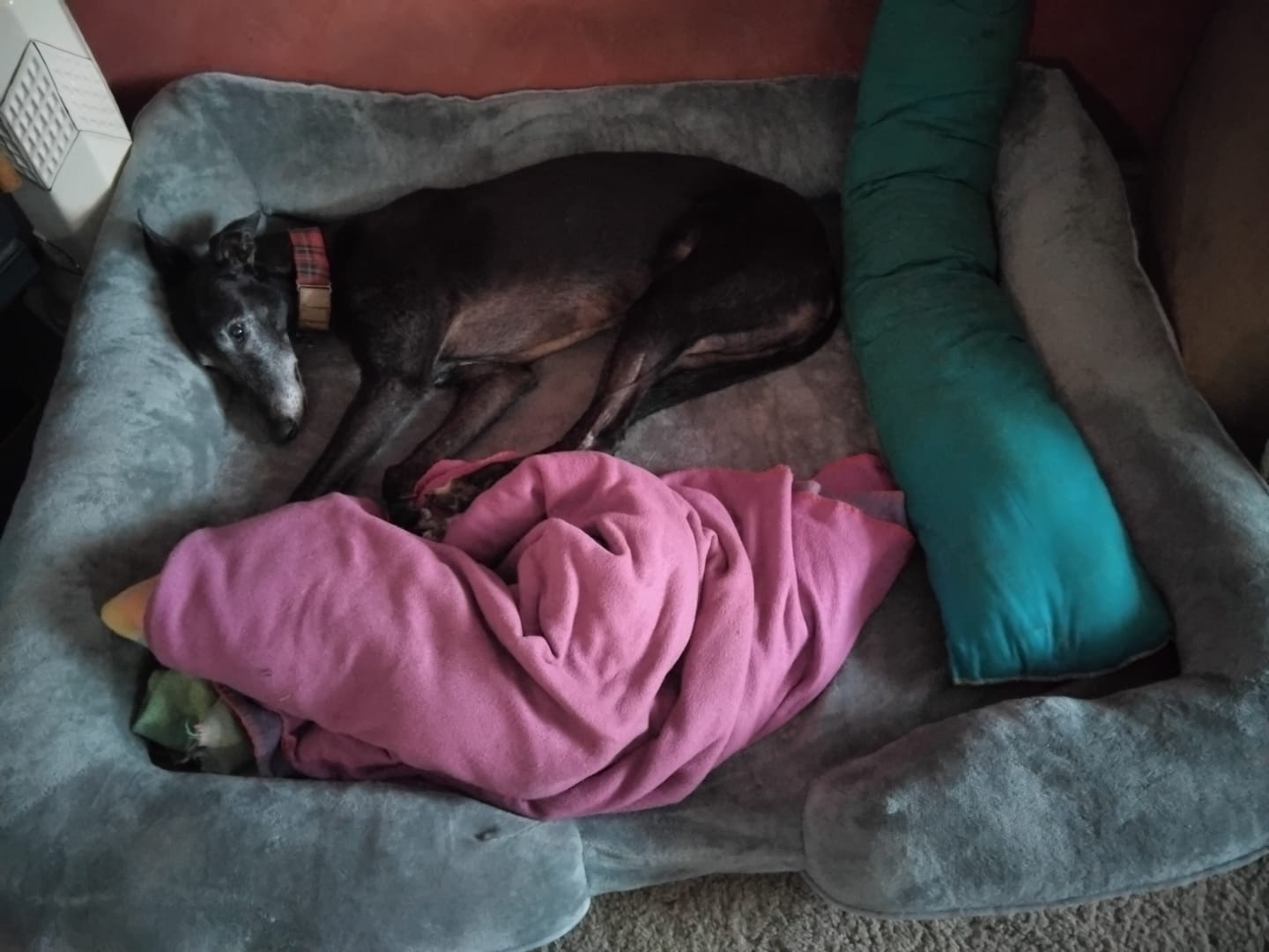 Customer photo review of Memory Foam Pet Sofa Bed