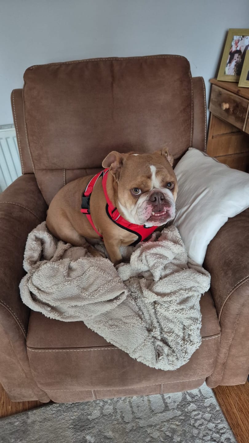 Customer photo review of Comfort Premium Harness | Non Restrictive - Red