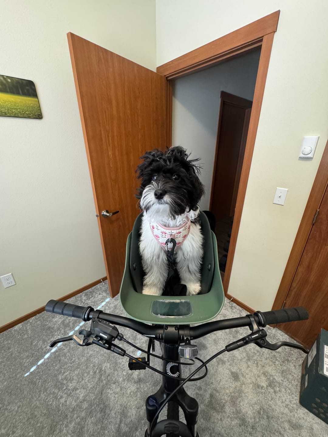 Customer photo review of Kvisp Dog Bike Carrier