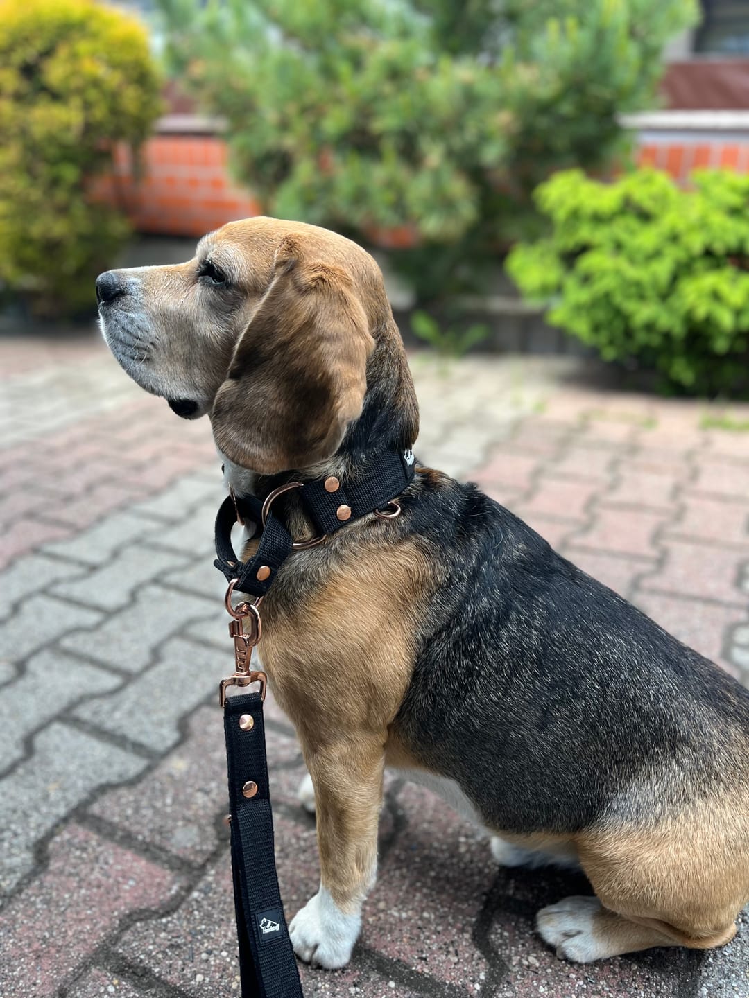 Customer photo review of Smycz przepinana z dodatkową raczką - Multi Guard Leash Rose Edition Czarna