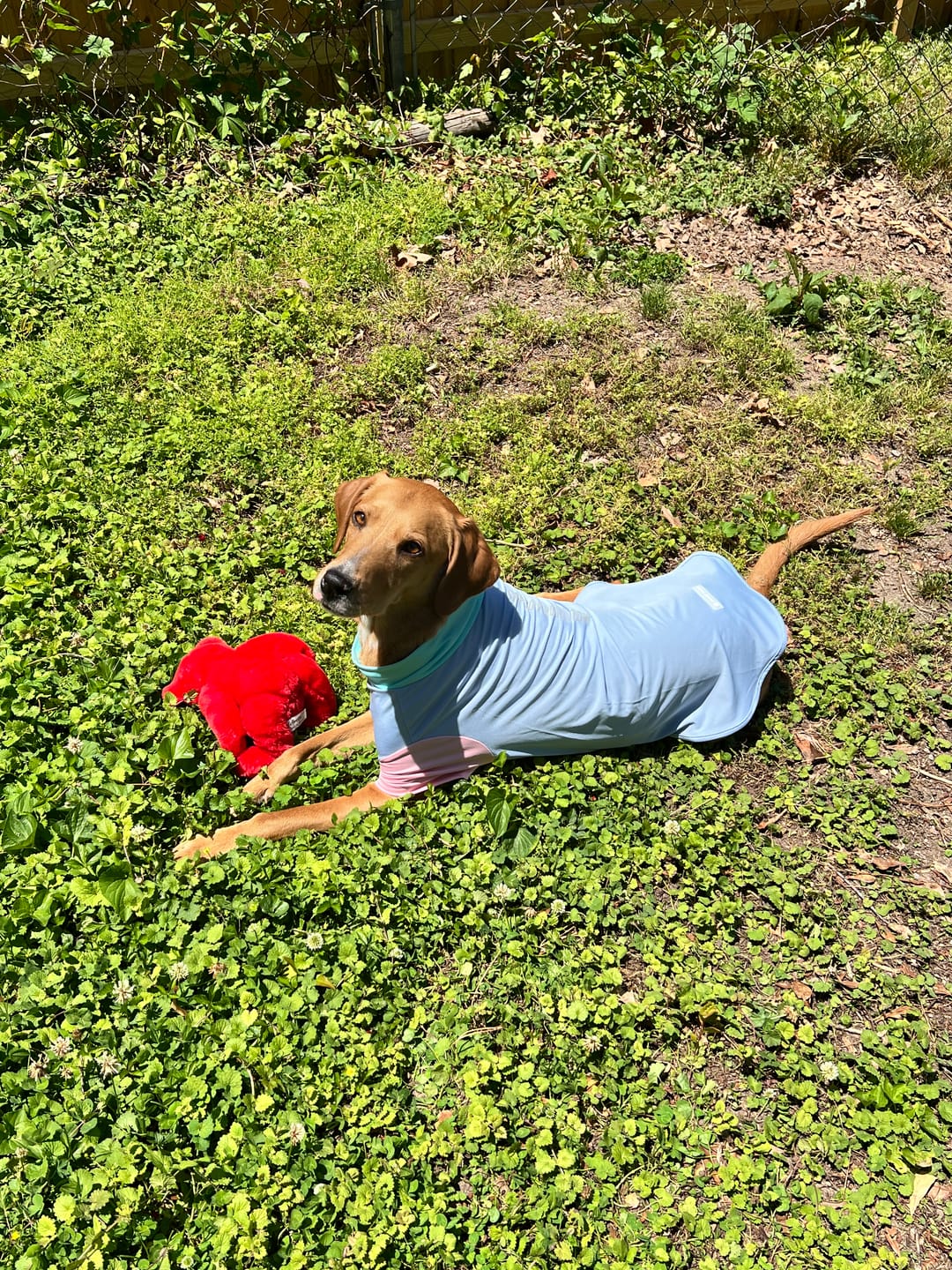 Customer photo review of Sunblock Dog T-Shirt - Color Block