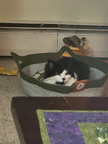 Customer photo review of Instinct Basket | Meet the first research-backed natural territory for indoor cats
