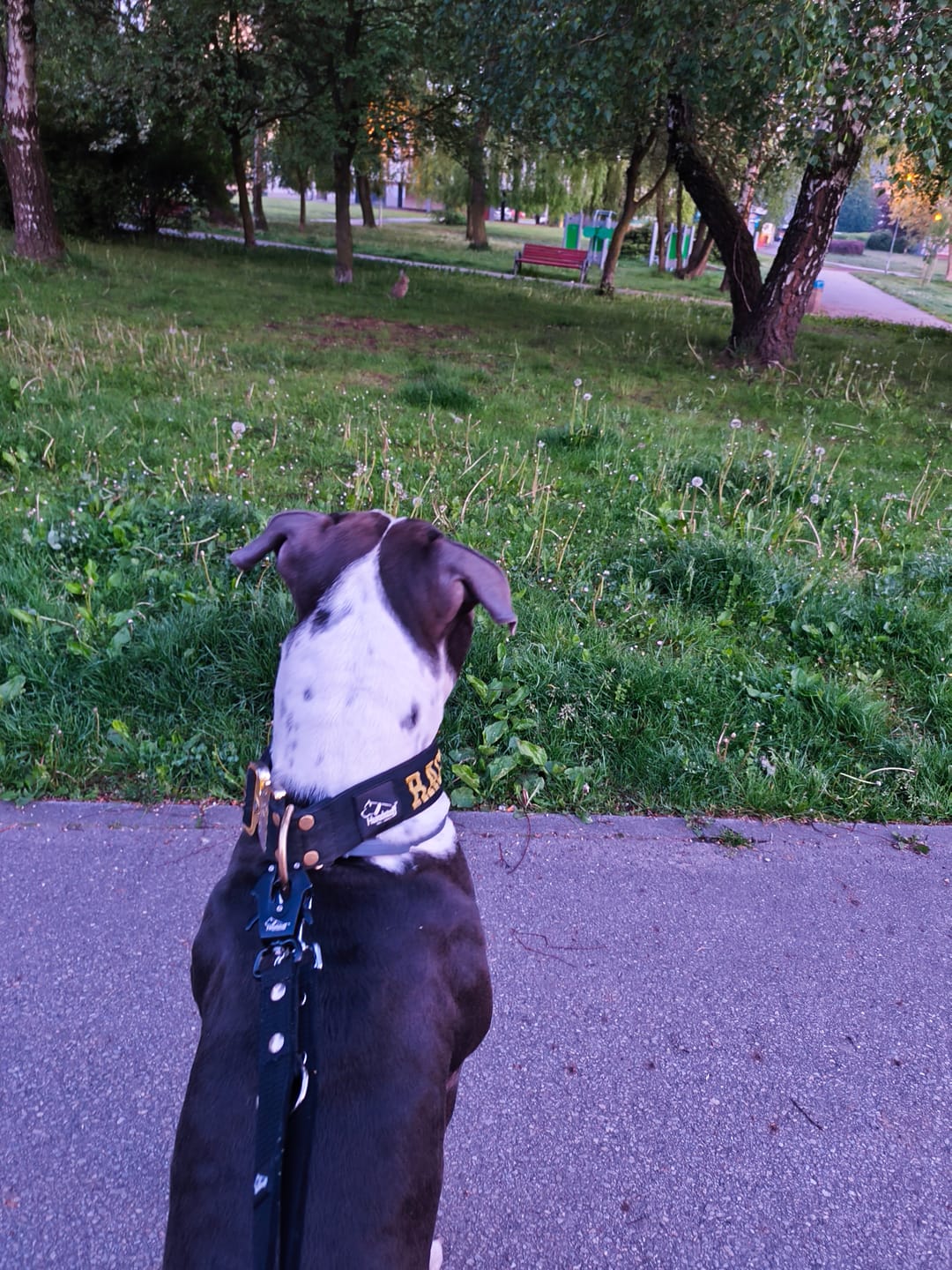 Customer photo review of Smycz przepinana dla psa- Multi Leash Black