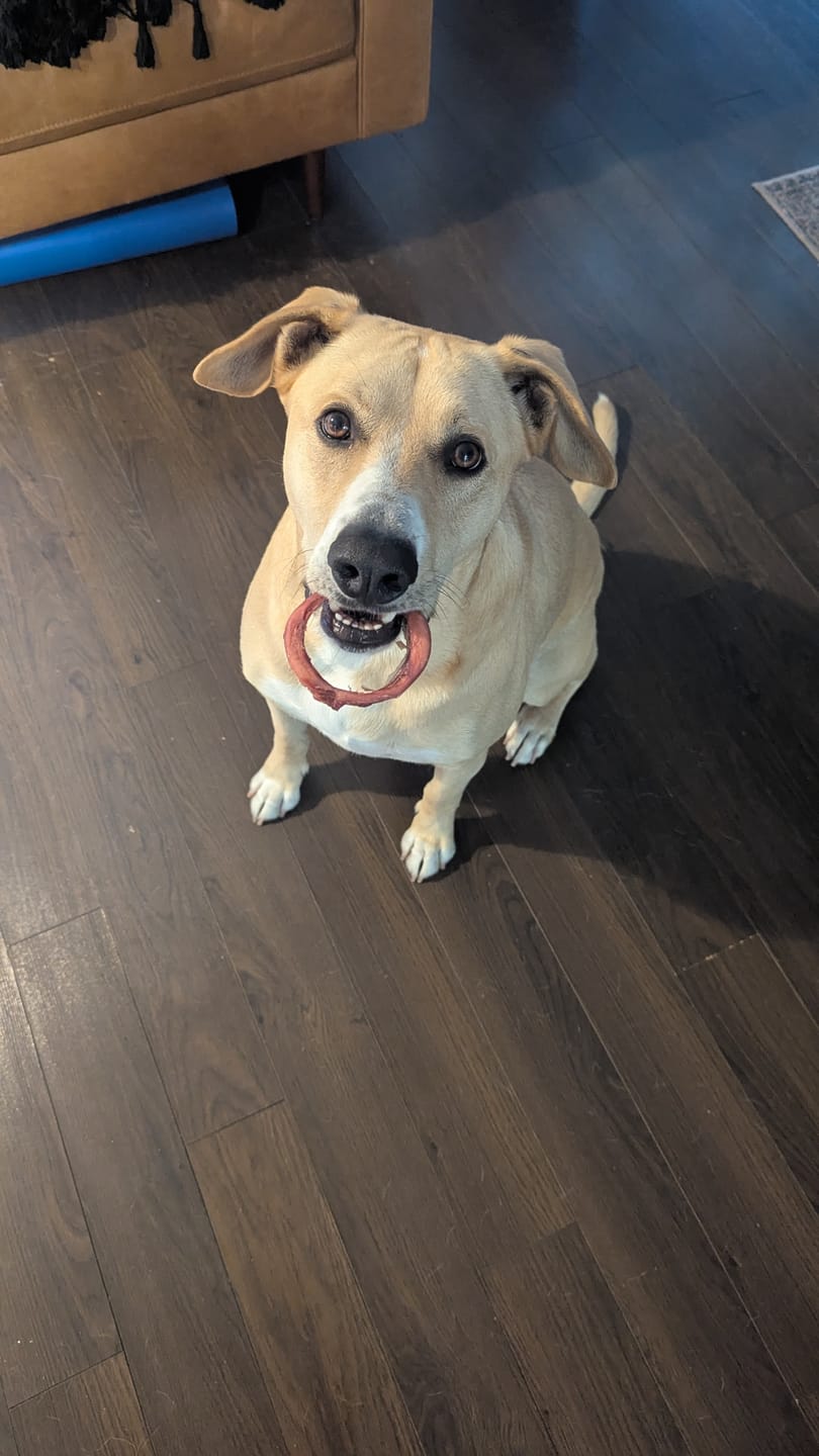 Customer photo review of Small Bully Stick Ring