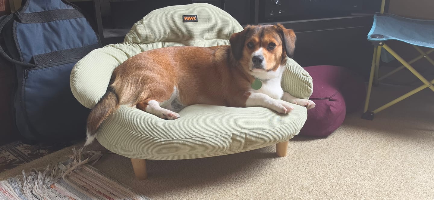 Customer photo review of CloudNest Elevated Pet Sofa Bed