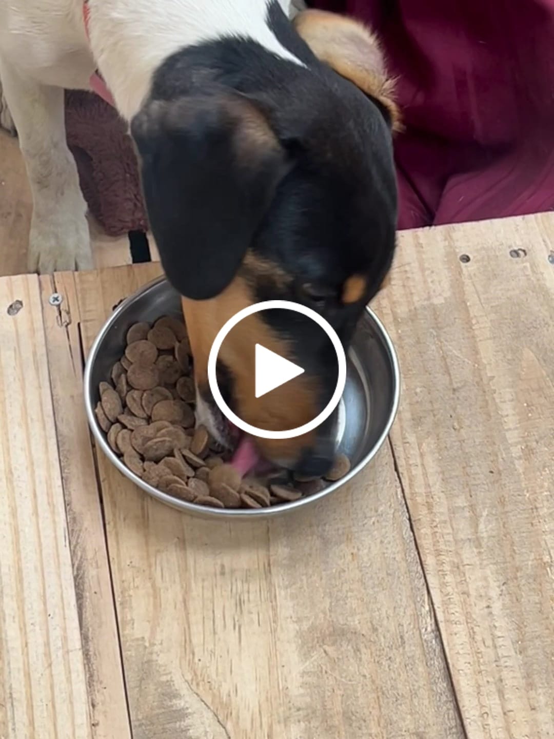 Customer video review of PetFamily Foods Grain Free