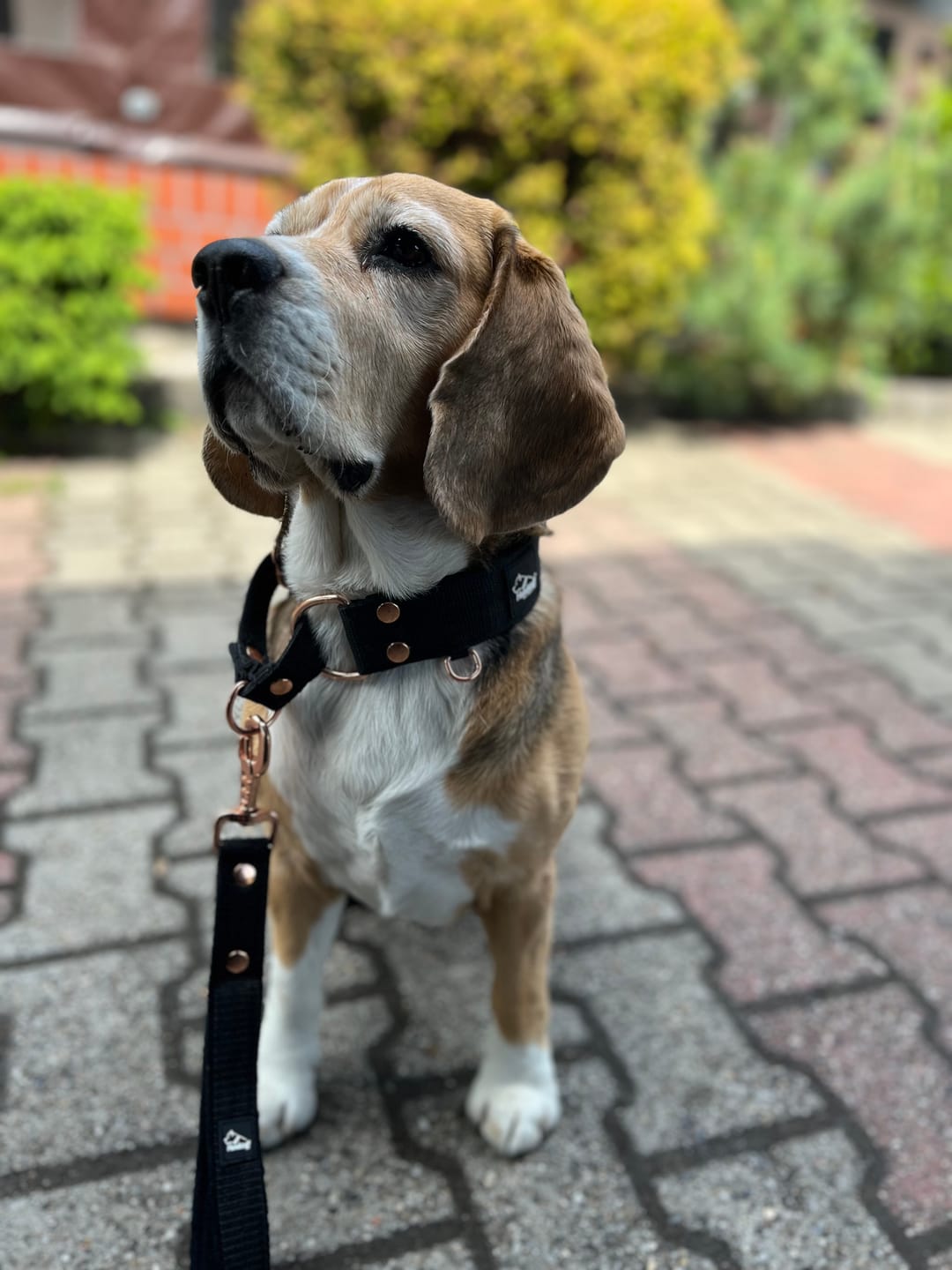 Customer photo review of Szeroka obroża półzaciskowa - Martingale Rose Edition Czarna