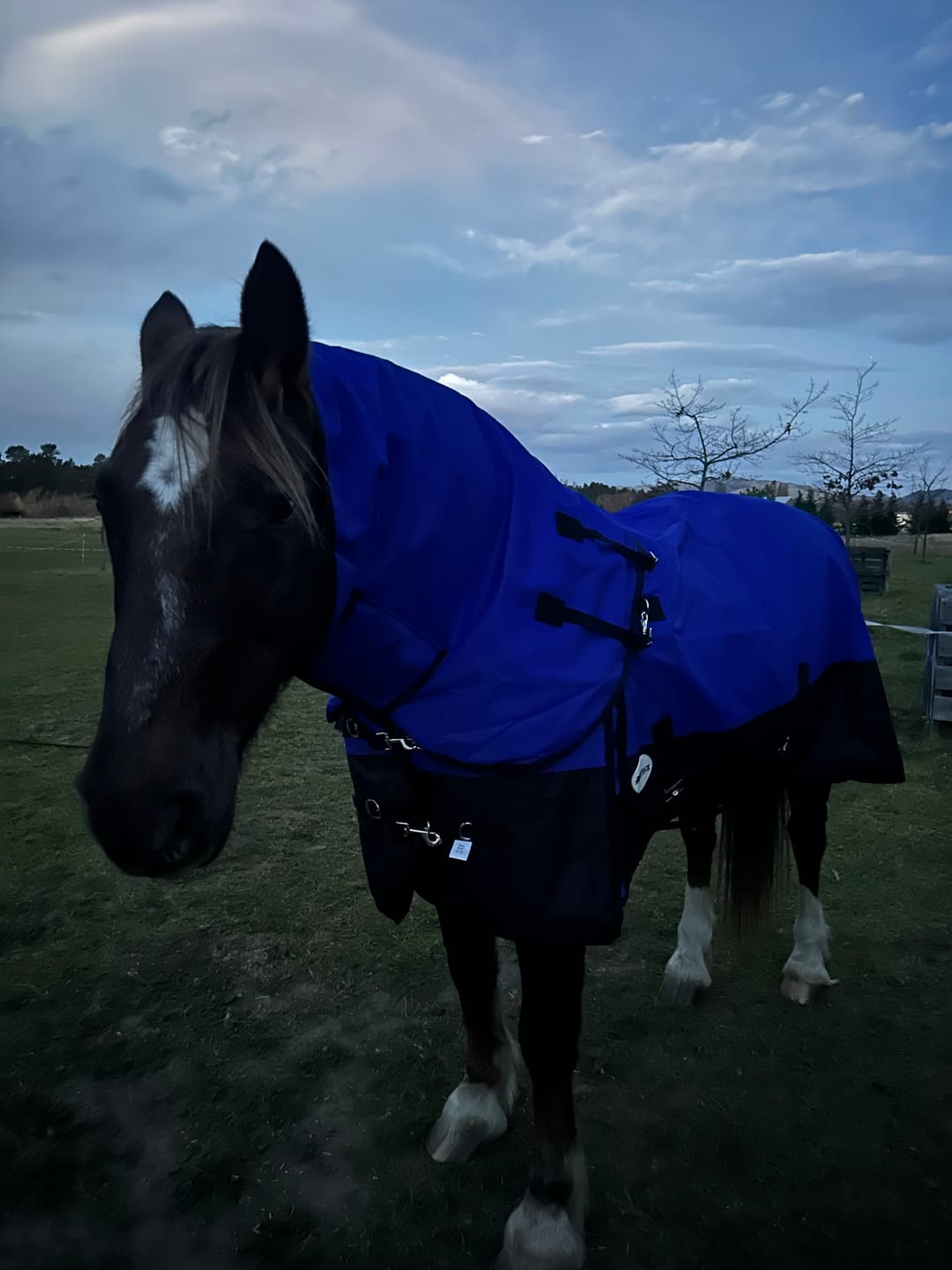 Customer photo review of NZ Tack Duke 1200d Detacha-neck