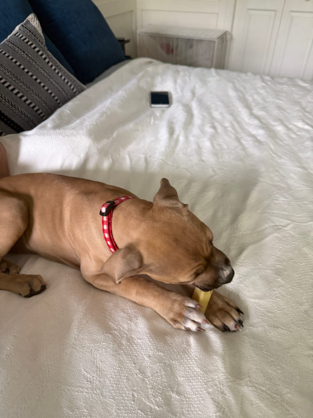 Customer photo review of Banana Yak Chews