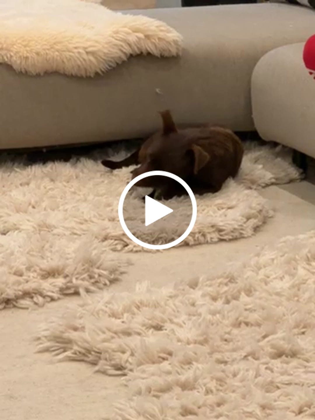 Customer video review of Long-Lasting Yak Chews — 4 Flavor Pack