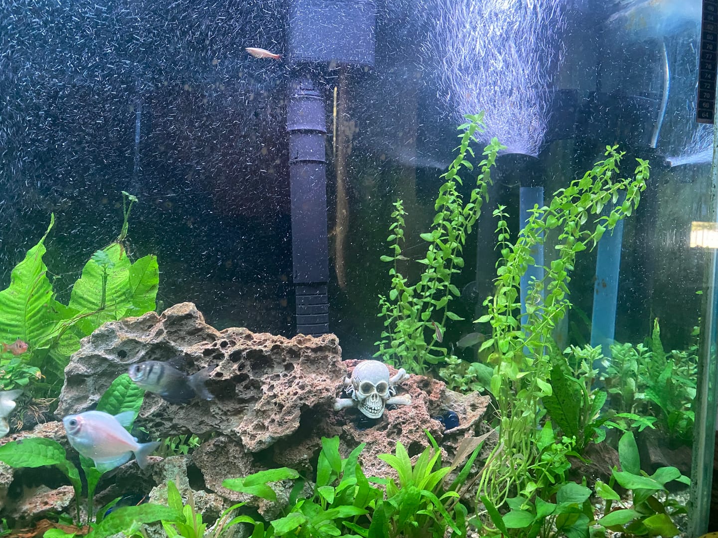 Customer photo review of Water Wisteria (Hygrophila difformis)