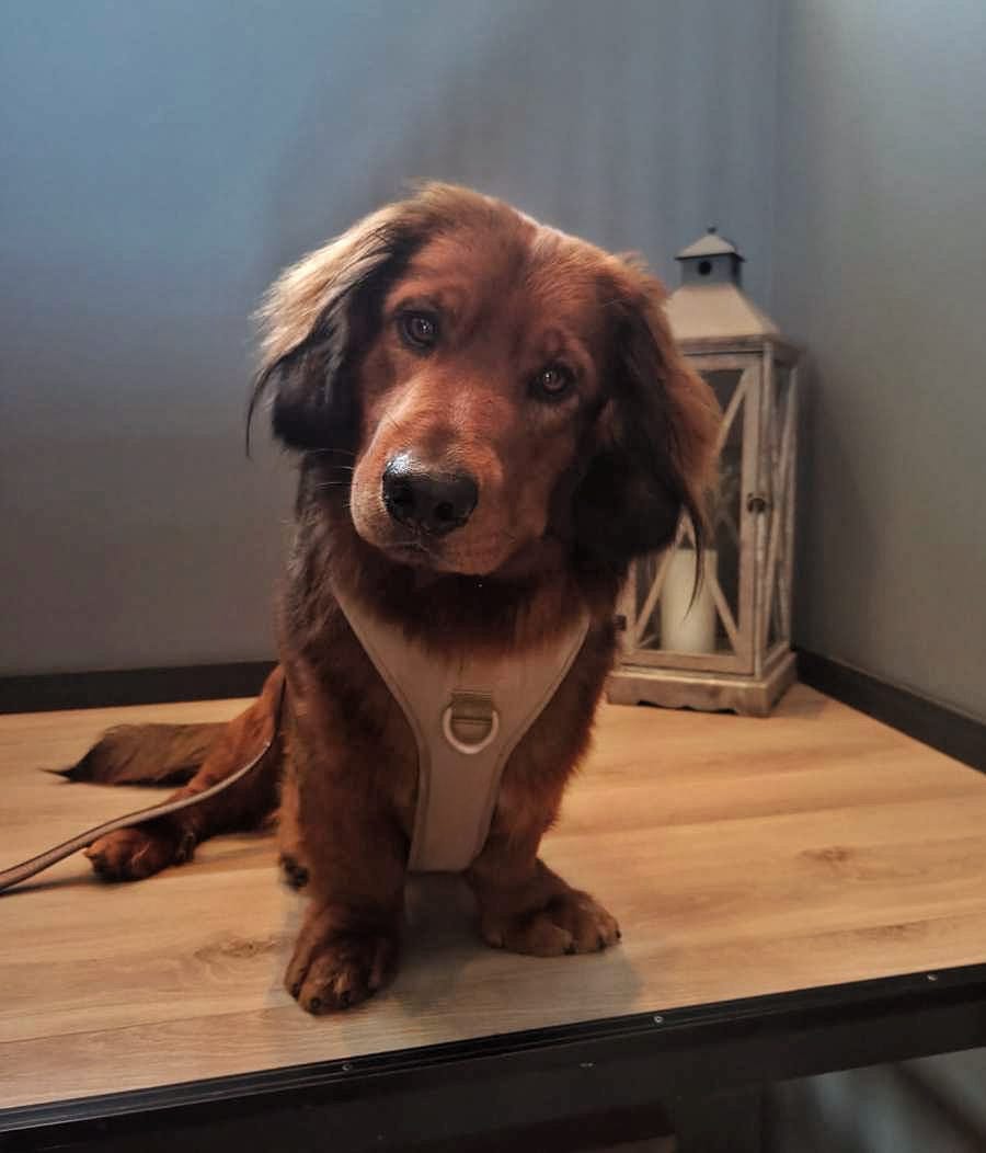 Customer photo review of Beige hundesele