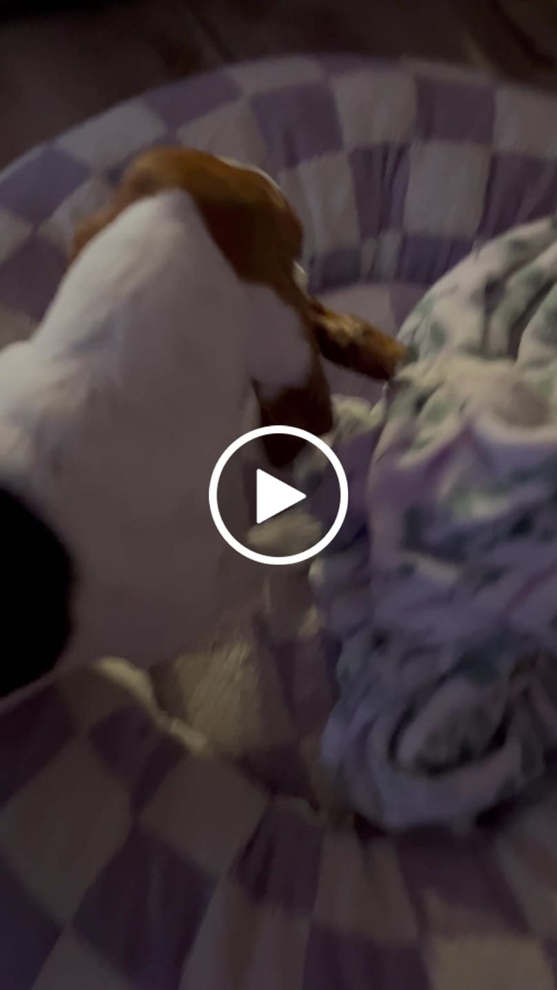 Customer video review of Functional Treats Bundle — All 6 Ostrich Superfood Treats, 40% Off