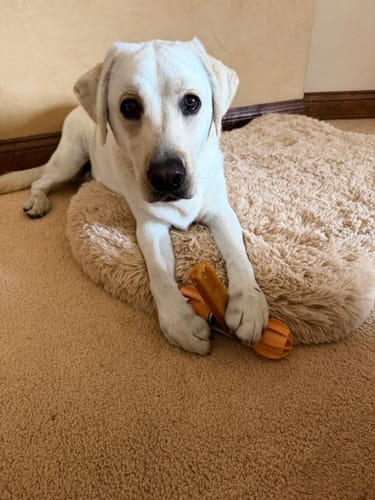 Customer's light-colored dog lying on a bed, holding a Long-Lasting Yak Chew in an orange holder with its paws.