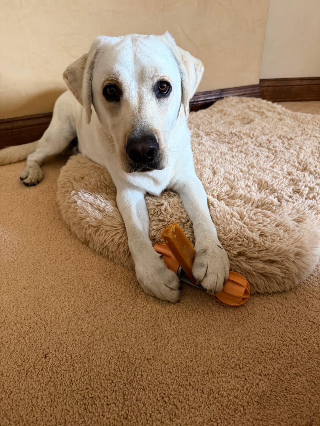 Customer photo review of Long-Lasting Yak Chews — 4 Flavor Pack