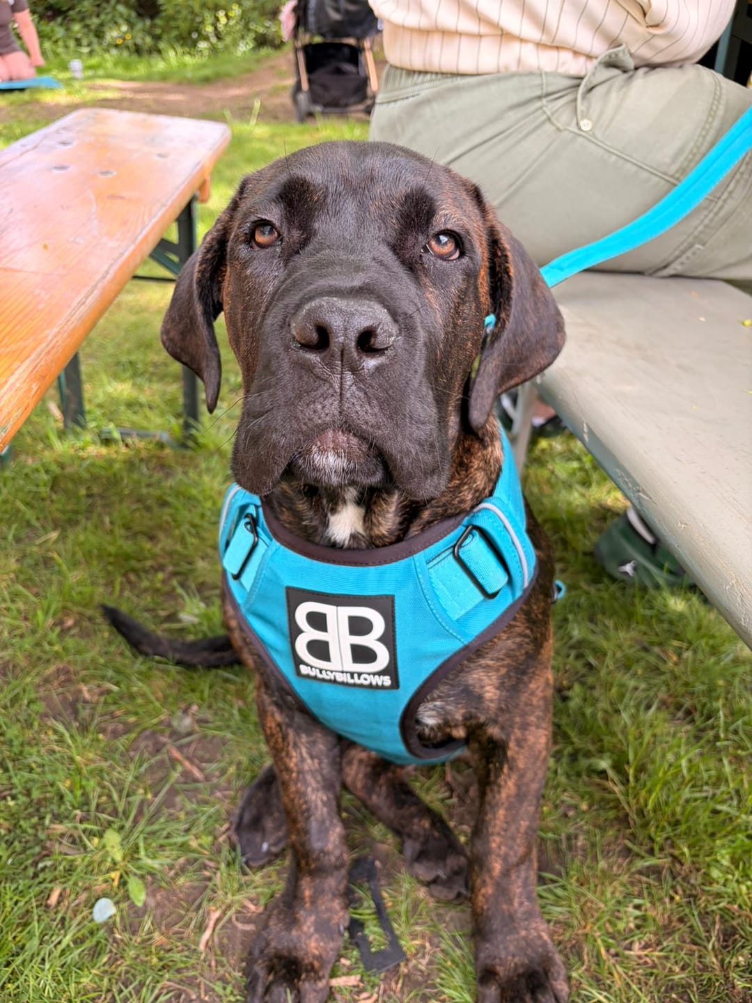 Customer photo review of Comfort Premium Harness | Non Restrictive - Light Blue