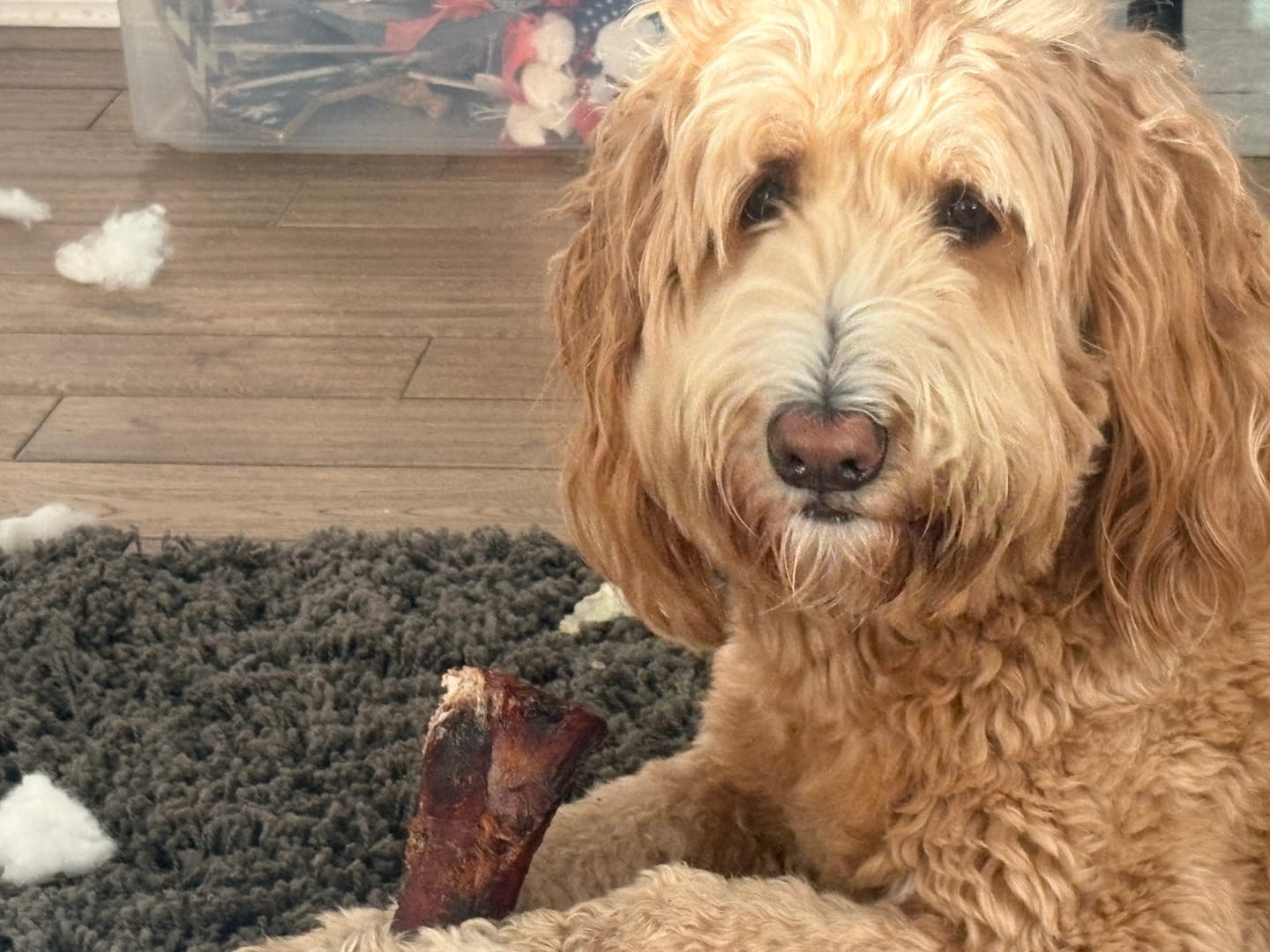Customer photo review of Gift Bundle: 2 Large Yak Chews and a 6" Hickory Smoked Bully Stick