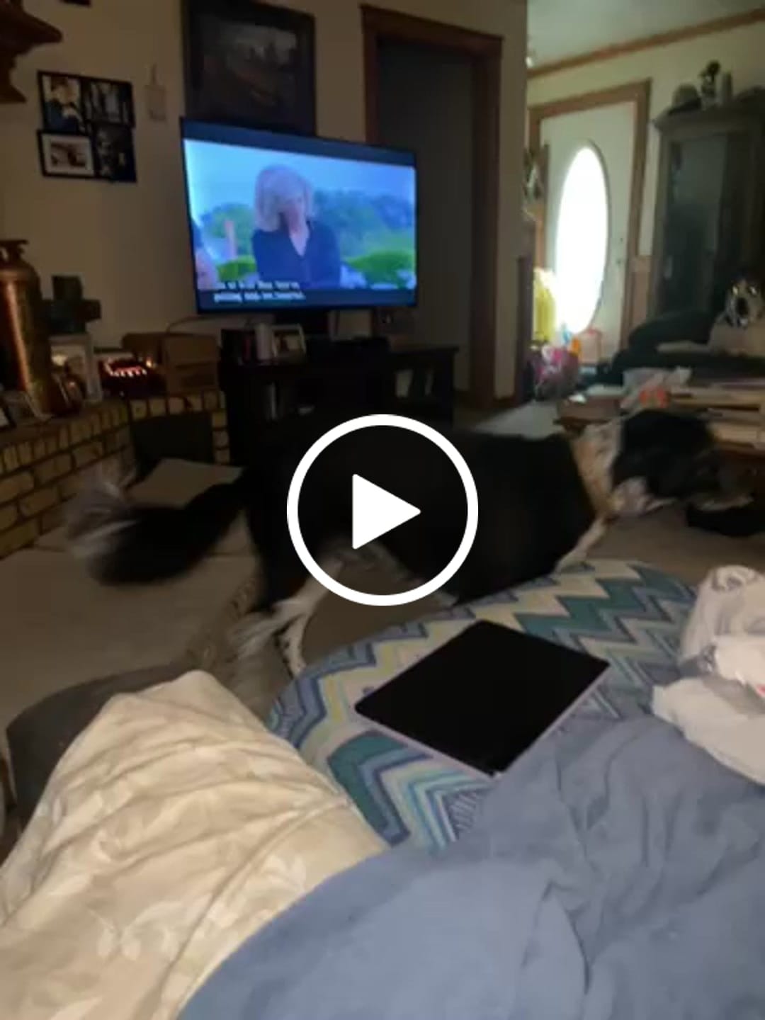 Customer video review of My Therapist Collie Shirt