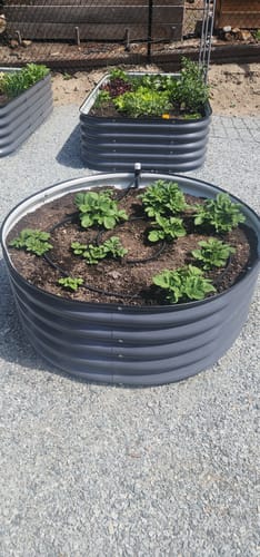 Customer's 17” Tall Large Round garden bed planted with potatoes in a gravel garden.