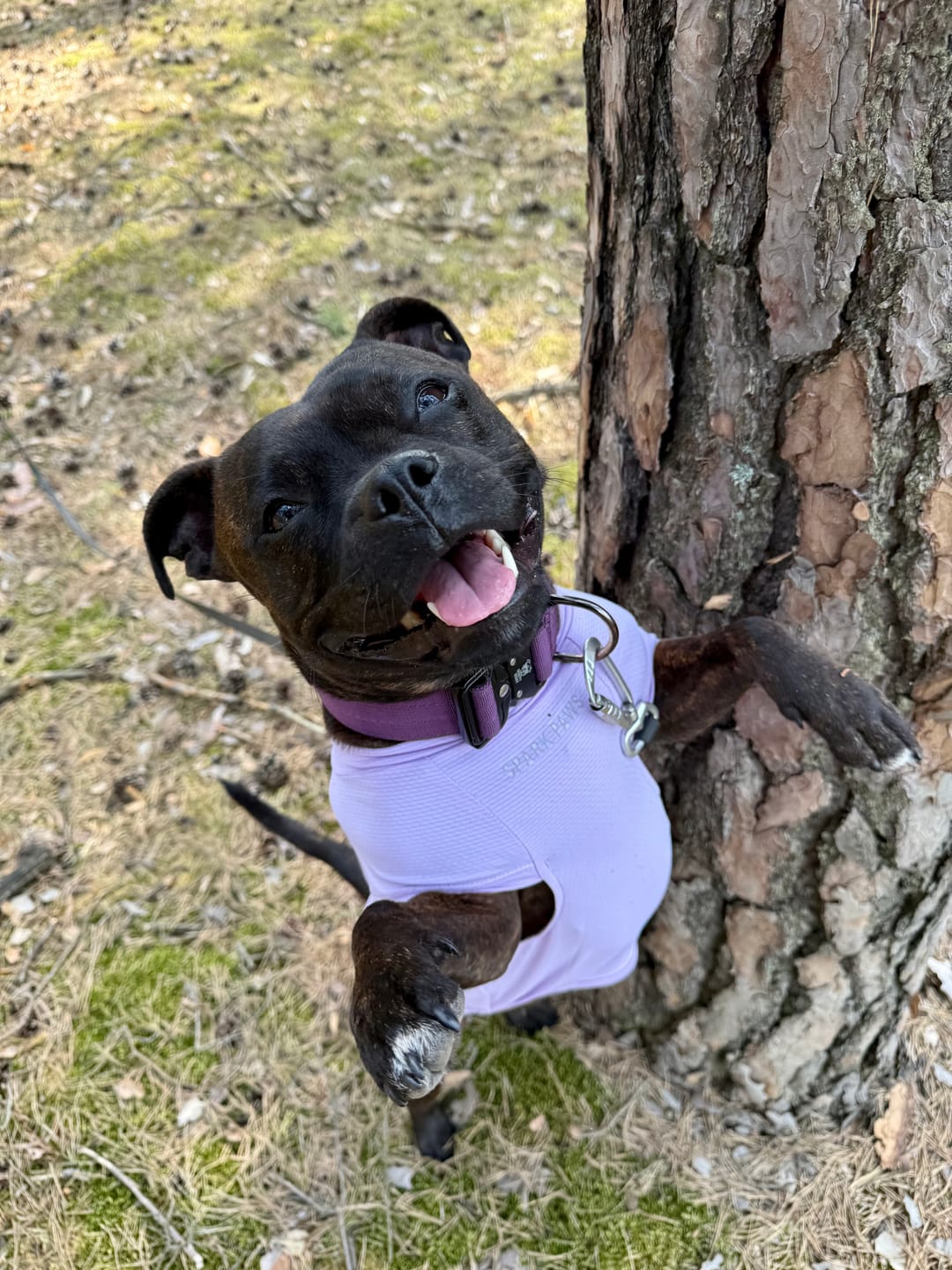 Customer photo review of Sunblock Dog T-Shirt - Purple