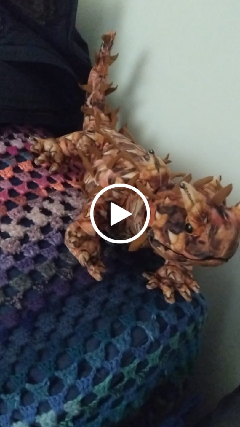 Customer video review of Thorny Devil Lizard Soft Stuffed Plush Toy
