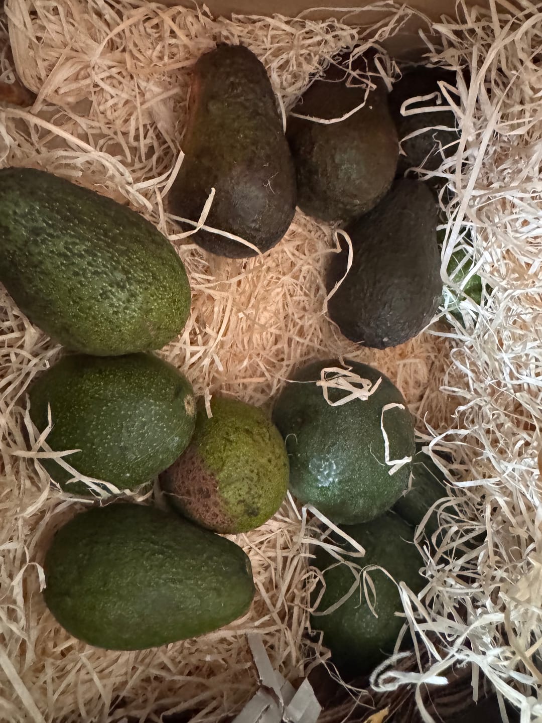 Customer photo review of Avocado Retterbox "Späternte" von Juan 3kg