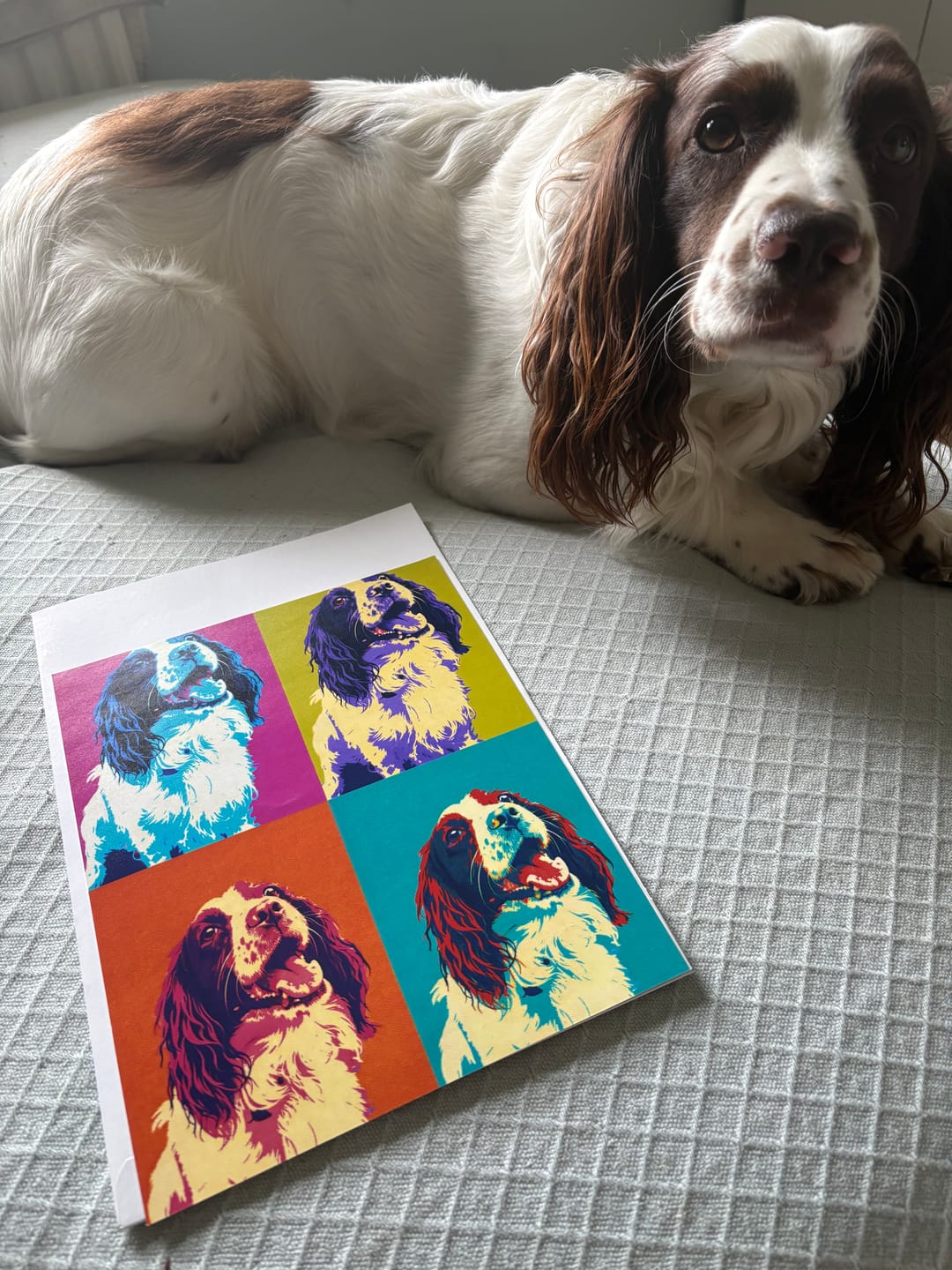Customer photo review of Personalised Poster With Dog or Cat - Colour Squares