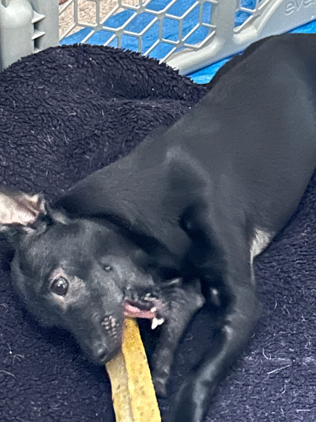 Customer photo review of Pumpkin Yak Chews