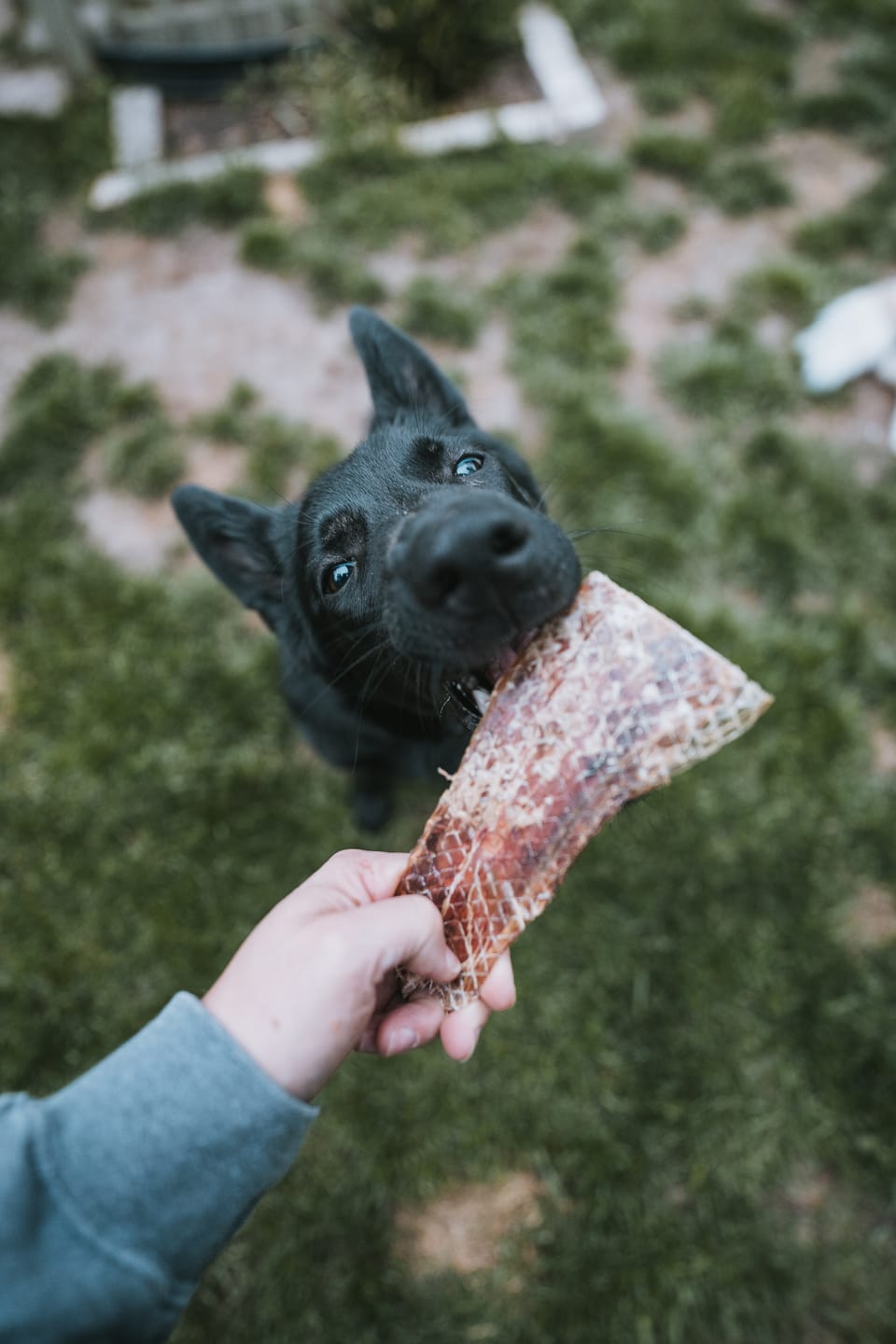 Customer photo review of 12 Inch Beef Jerky Strip