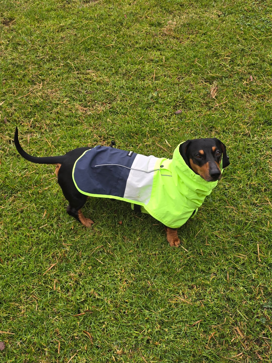 Customer photo review of Breatheshield™ Dog Raincoat  - Lime White Navy