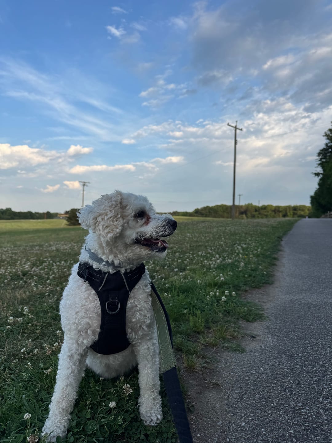 Customer photo review of Daily Support CBD Oil for Pets Under 20lbs