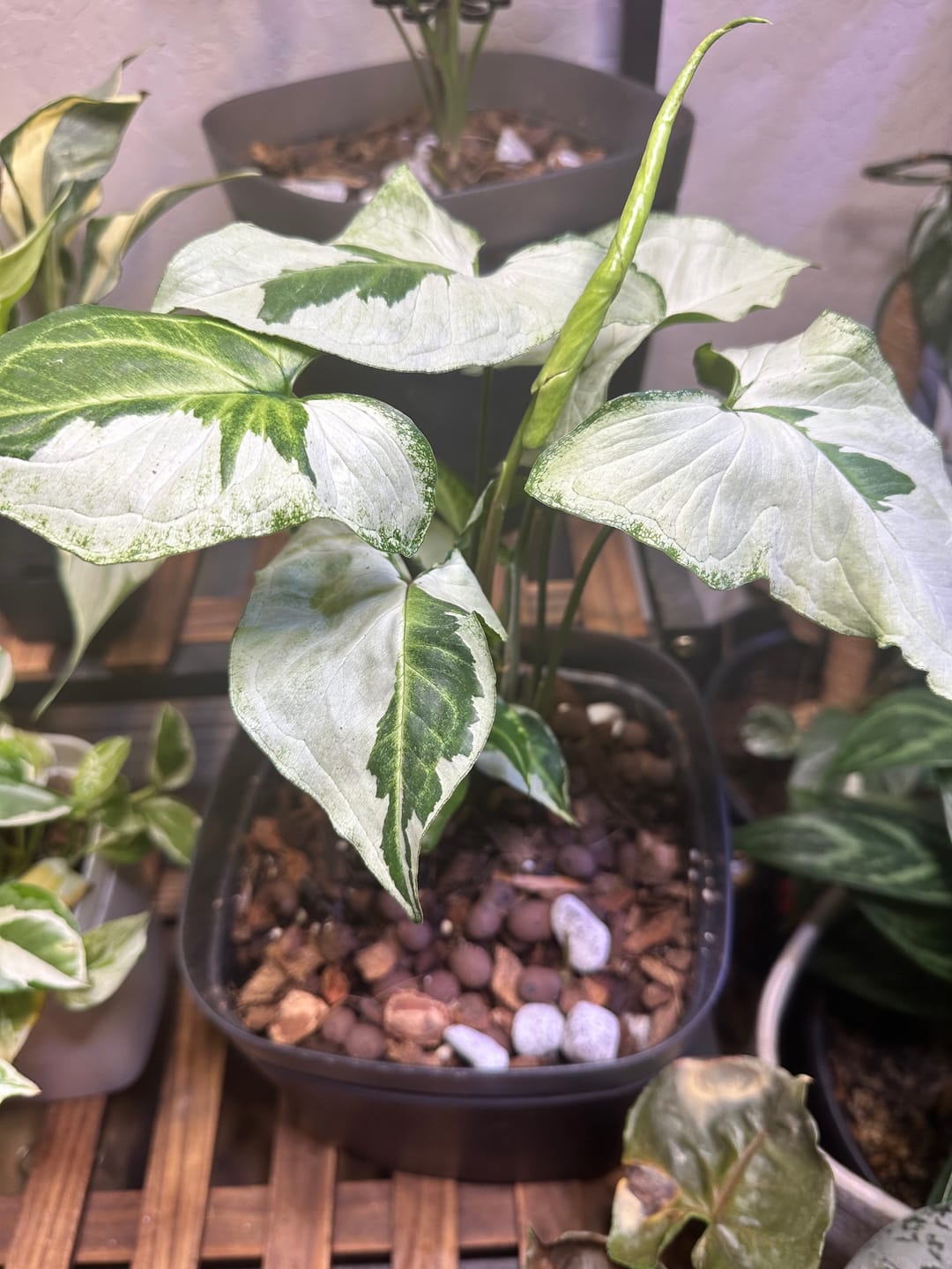 Customer photo review of Syngonium podophyllum 'Three Kings'