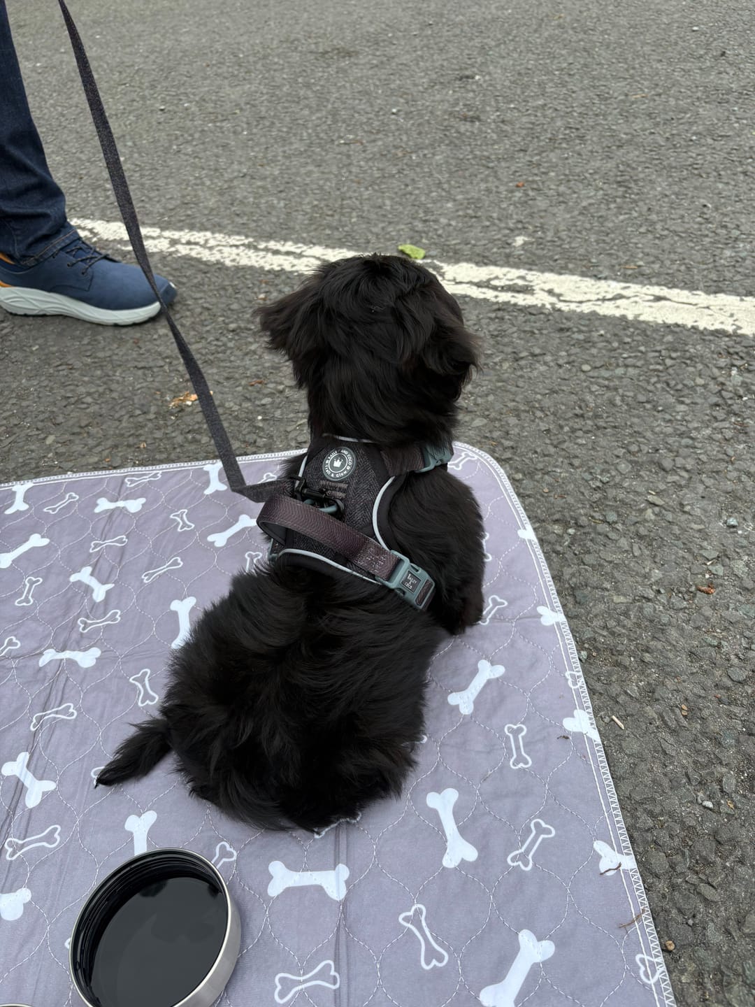 Customer photo review of Trail & Glow Tweed Dog Harness - Colour Drops - Charcoal Tweed
