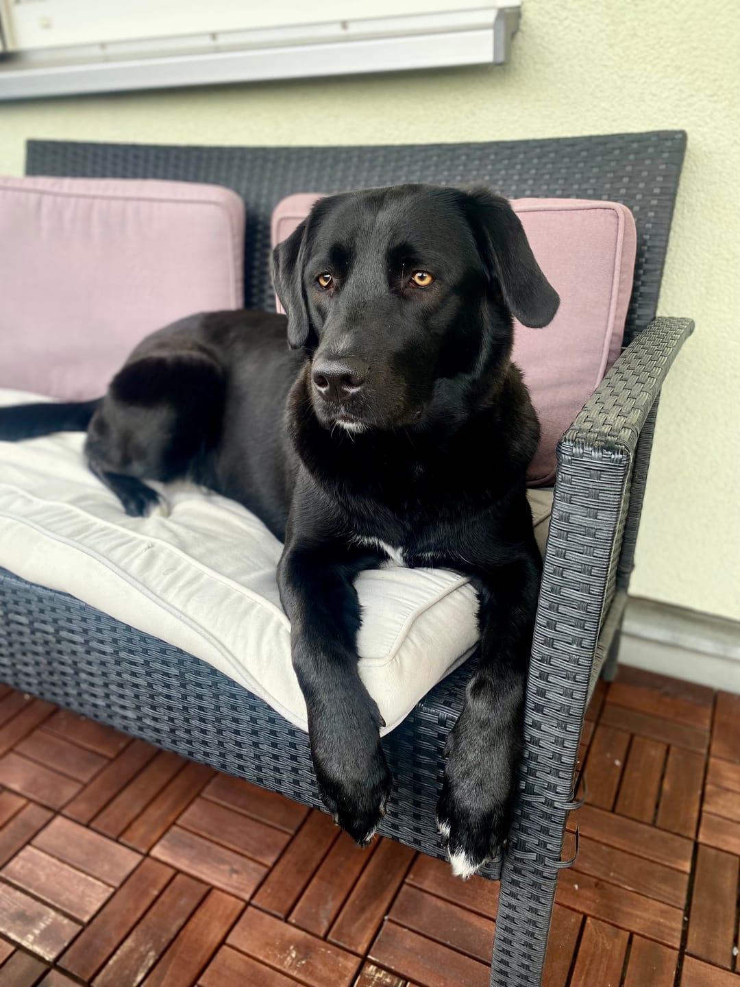 Customer photo review of DNA Test Rassebestimmung Pro Hund