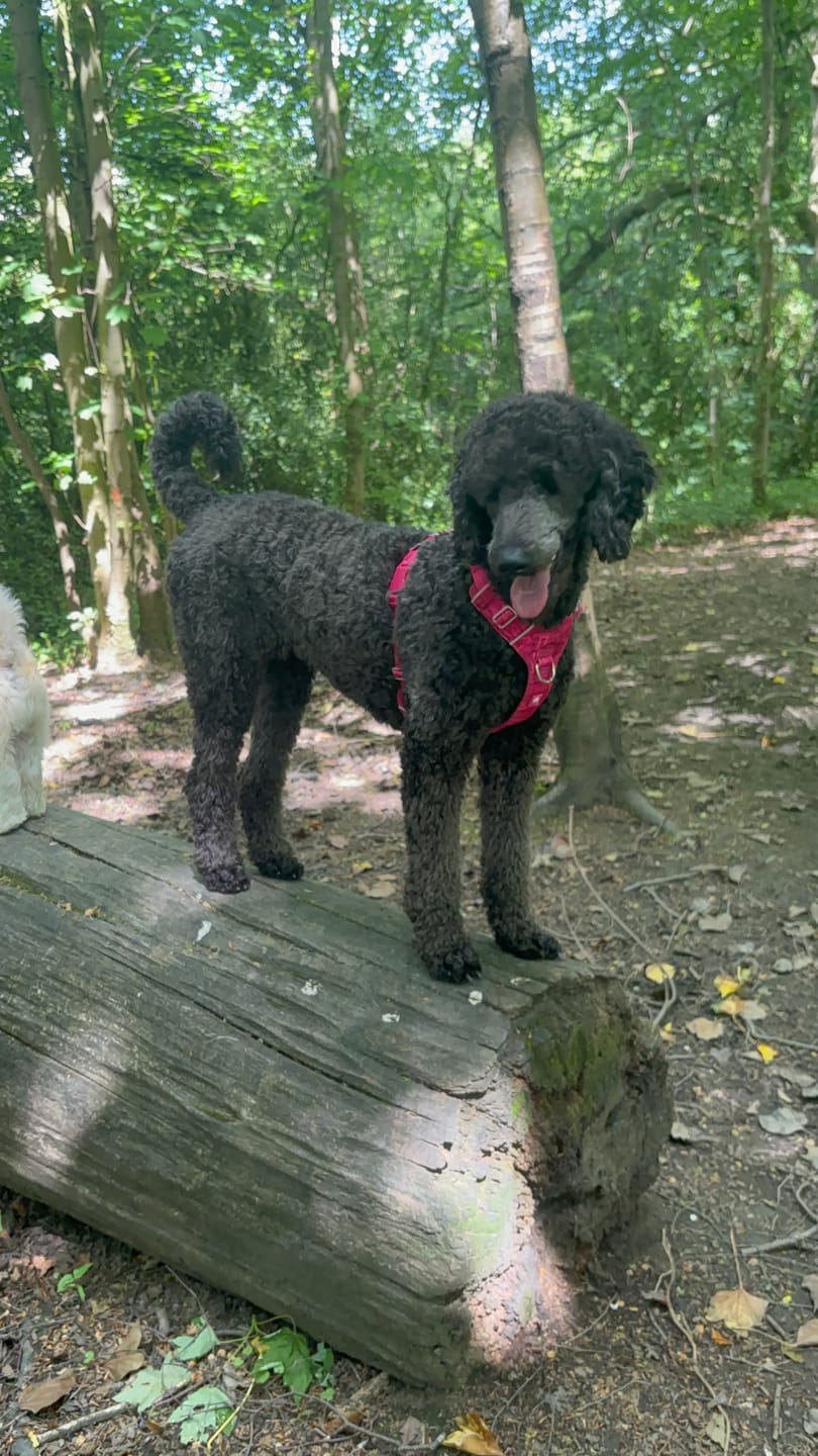 Customer photo review of Adventure Harness Lite