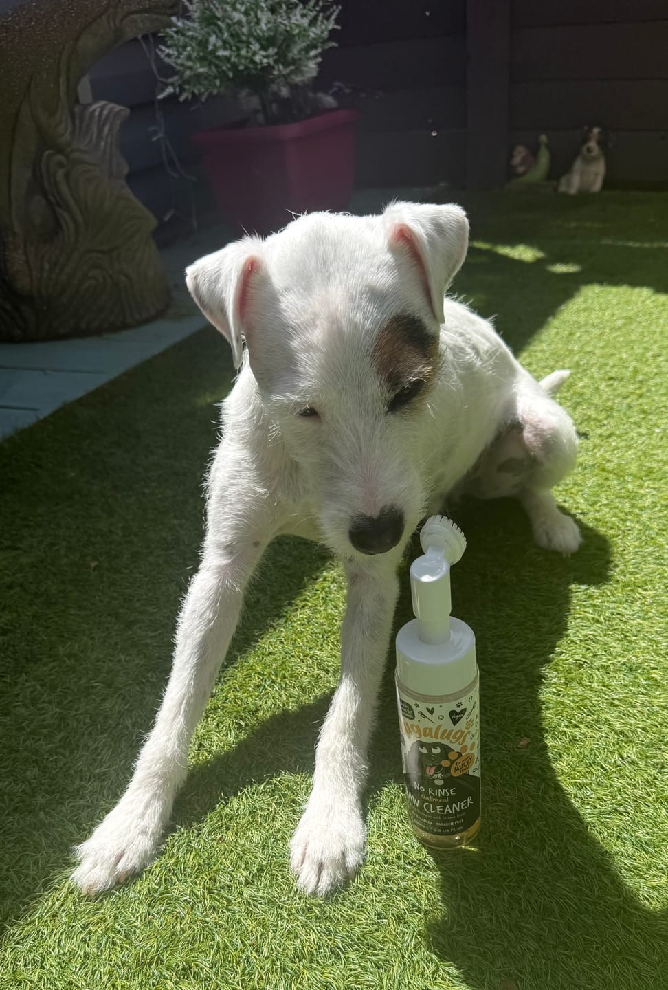Customer photo review of Oatmeal No-Rinse Paw Cleaner for Dogs & Cats
