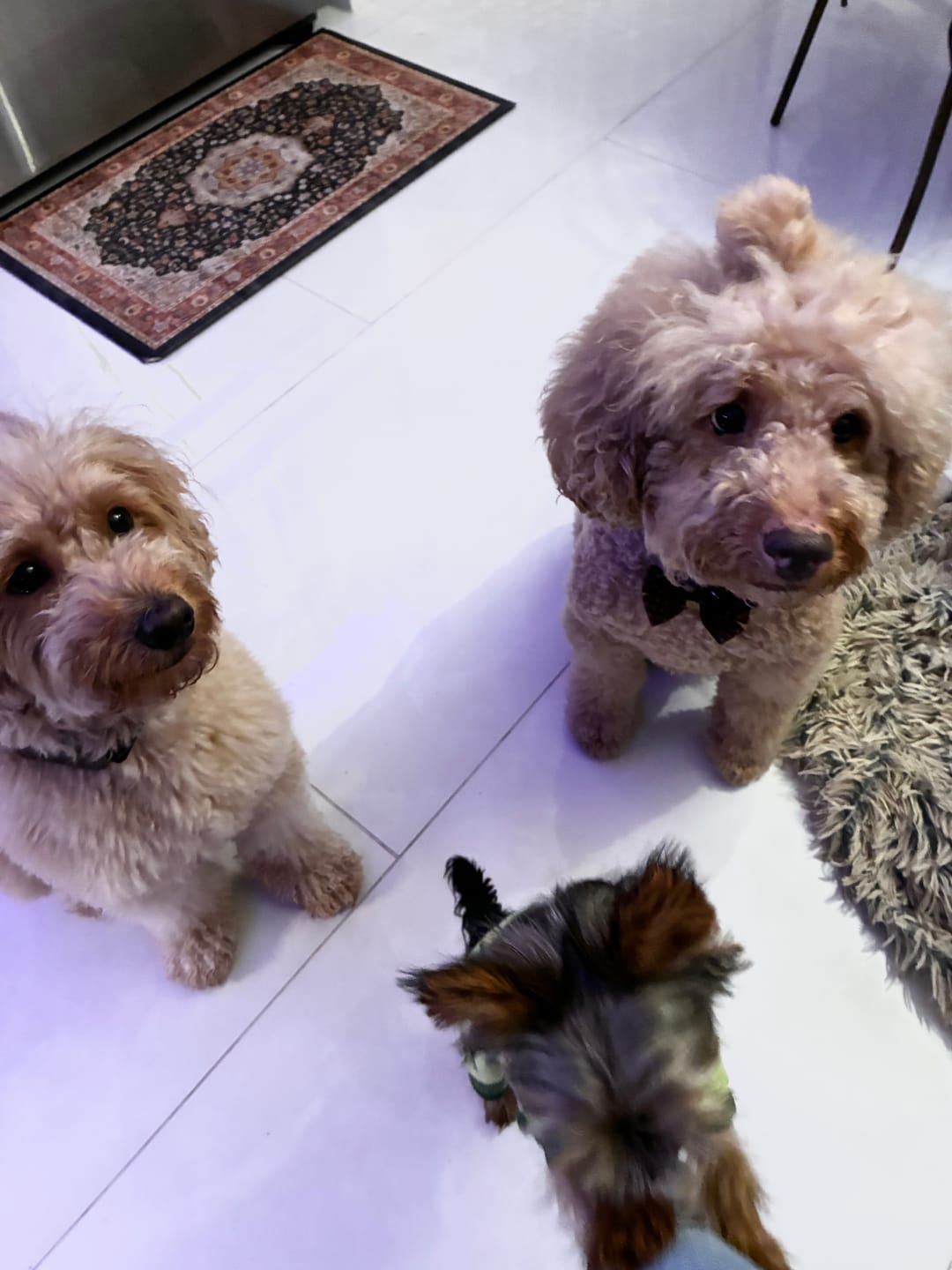 Customer photo review of Iron Paws Daily Human-Grade Superfood For Dogs