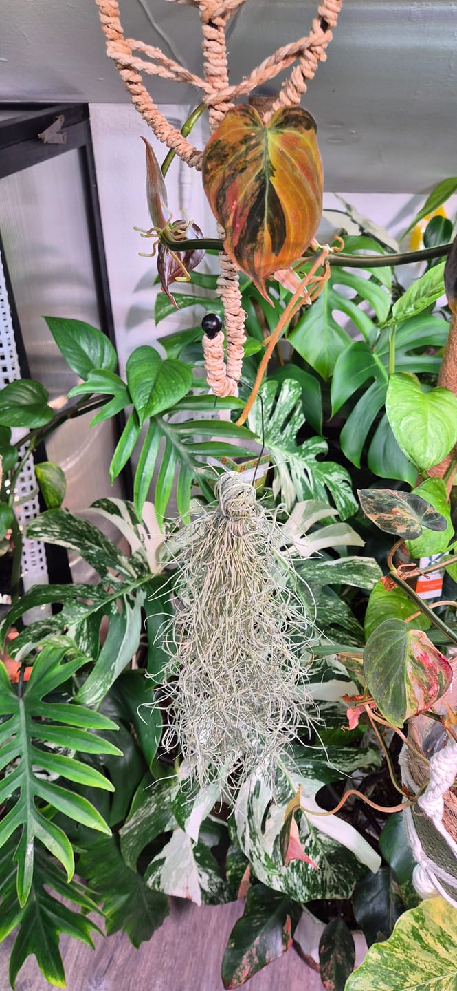 Customer photo review of 3er Set - Tillandsia usneoides - Louisianamoos -