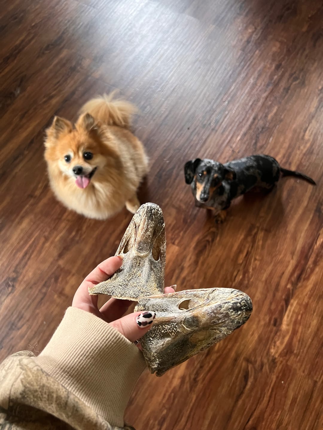 Customer photo review of Crunchy Ostrich Beak: The Light & Airy, All-Natural Treat for Small to Medium Dogs - 2 Pack