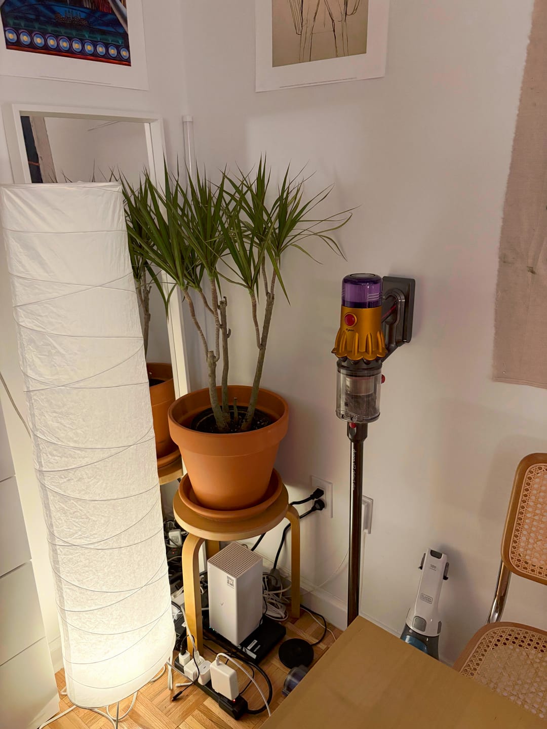 Customer photo review of Dracaena Dragon Tree Green, Tree Form
