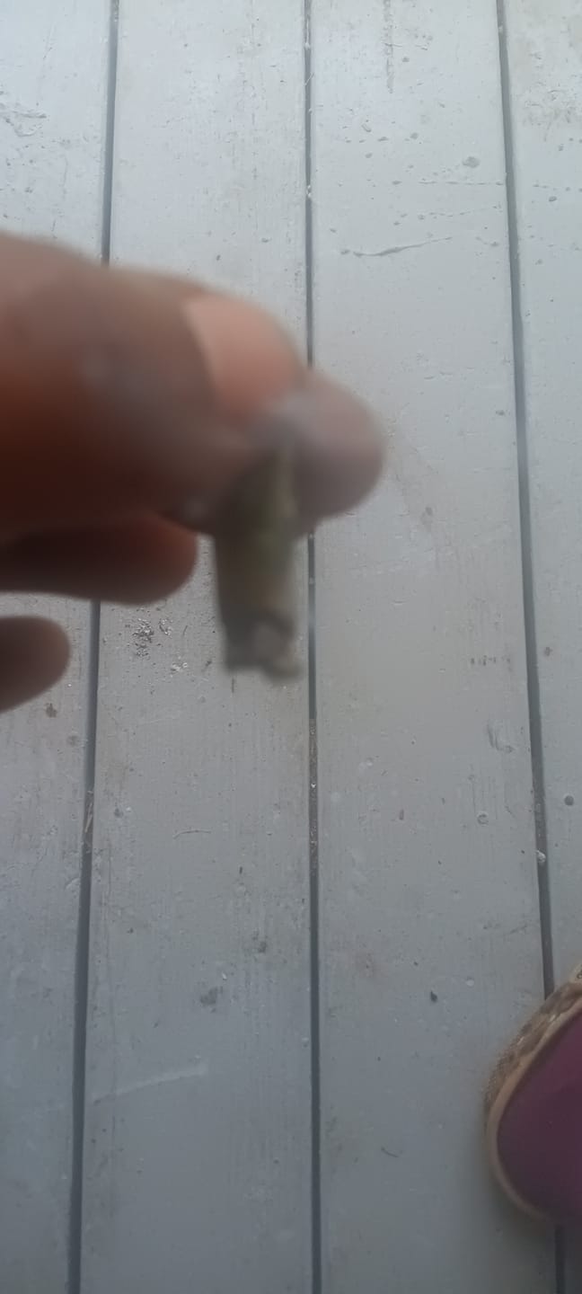 Customer photo review of Forbidden Fruit Exotic THCA