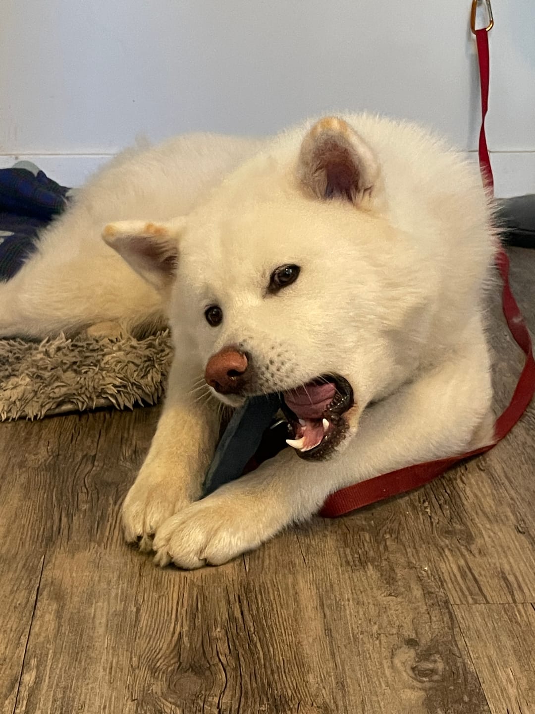 Customer photo review of Blueberry Himalayan Yak Chew (MEDIUM)