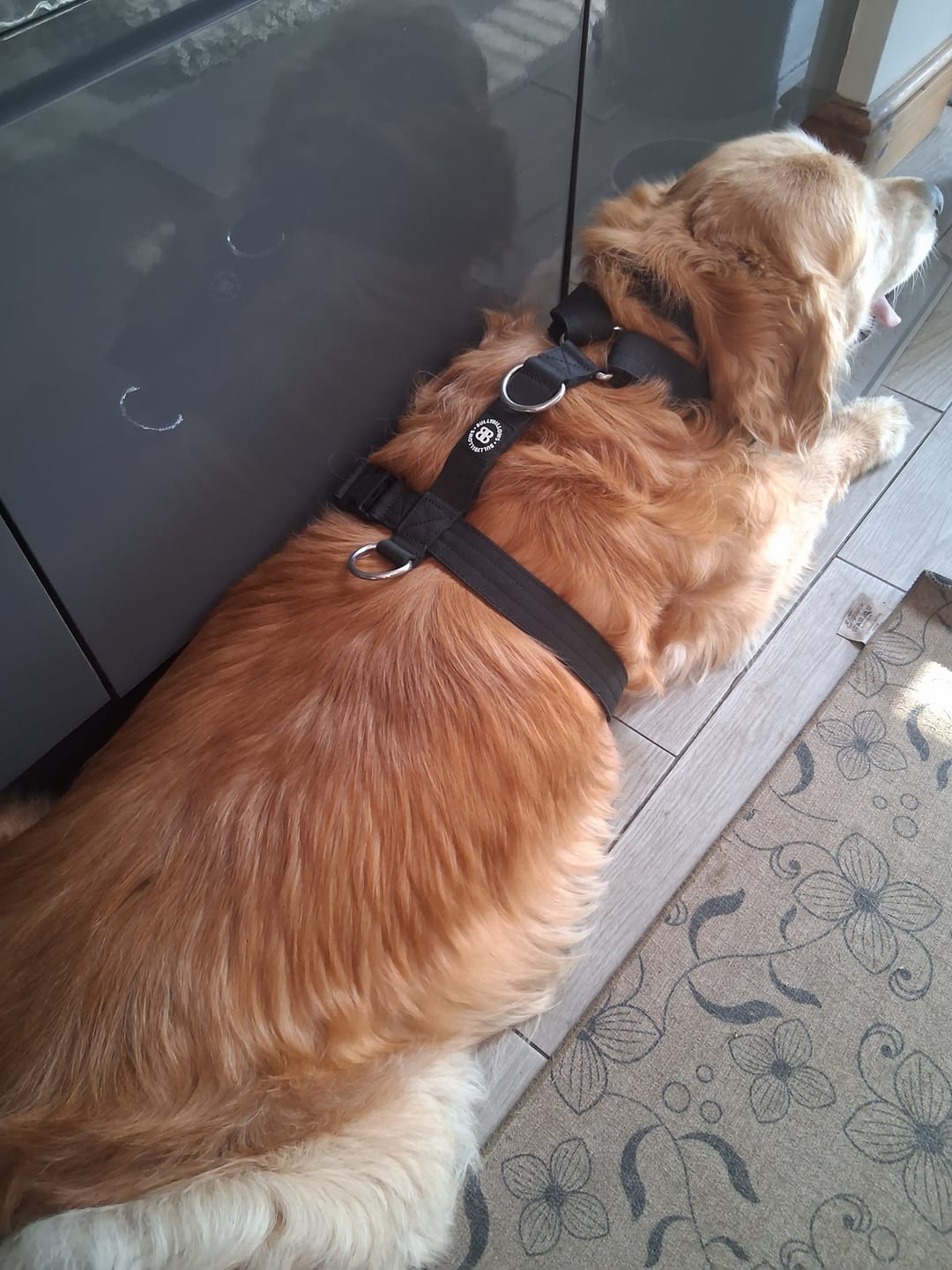 Customer photo review of Anti-Pull TRI-Harness® | Training Dog Harness for All Breeds - Black