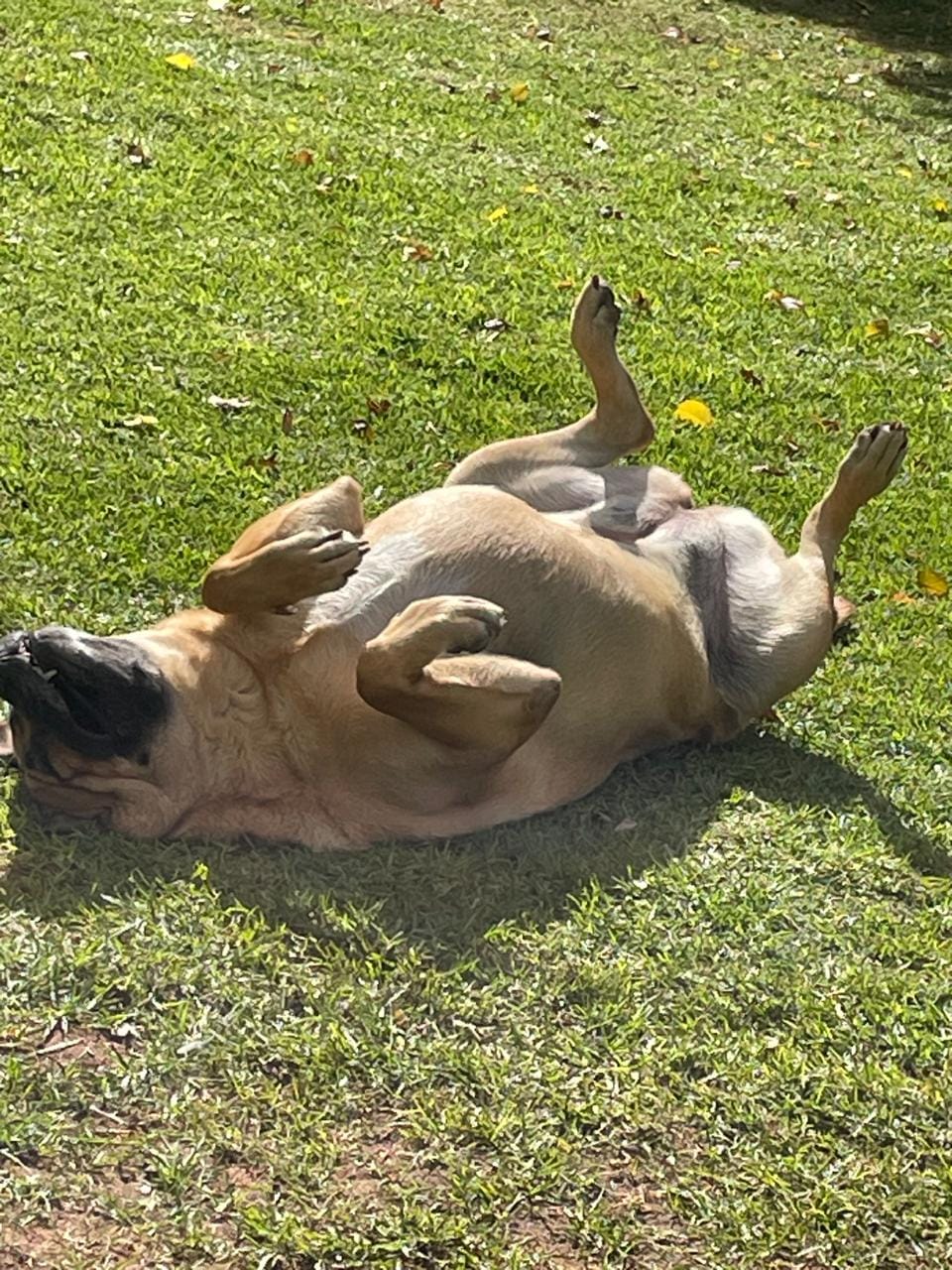 Customer photo review of Moody Master (Stress, Anxiety & Mood Support for Cats & Dogs)